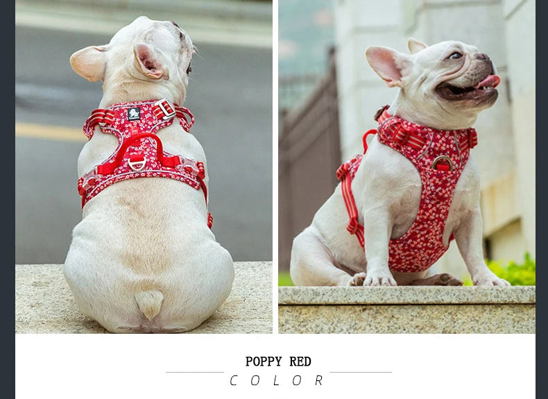 Poppy red floral no-pull harness on a small white dog, side view
