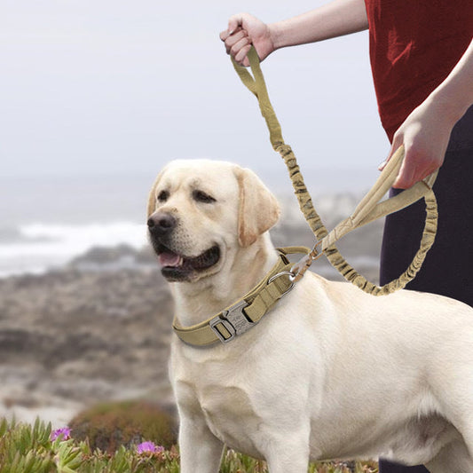 Labrador wearing a light olive nylon pet collar with metal buckle and D-ring