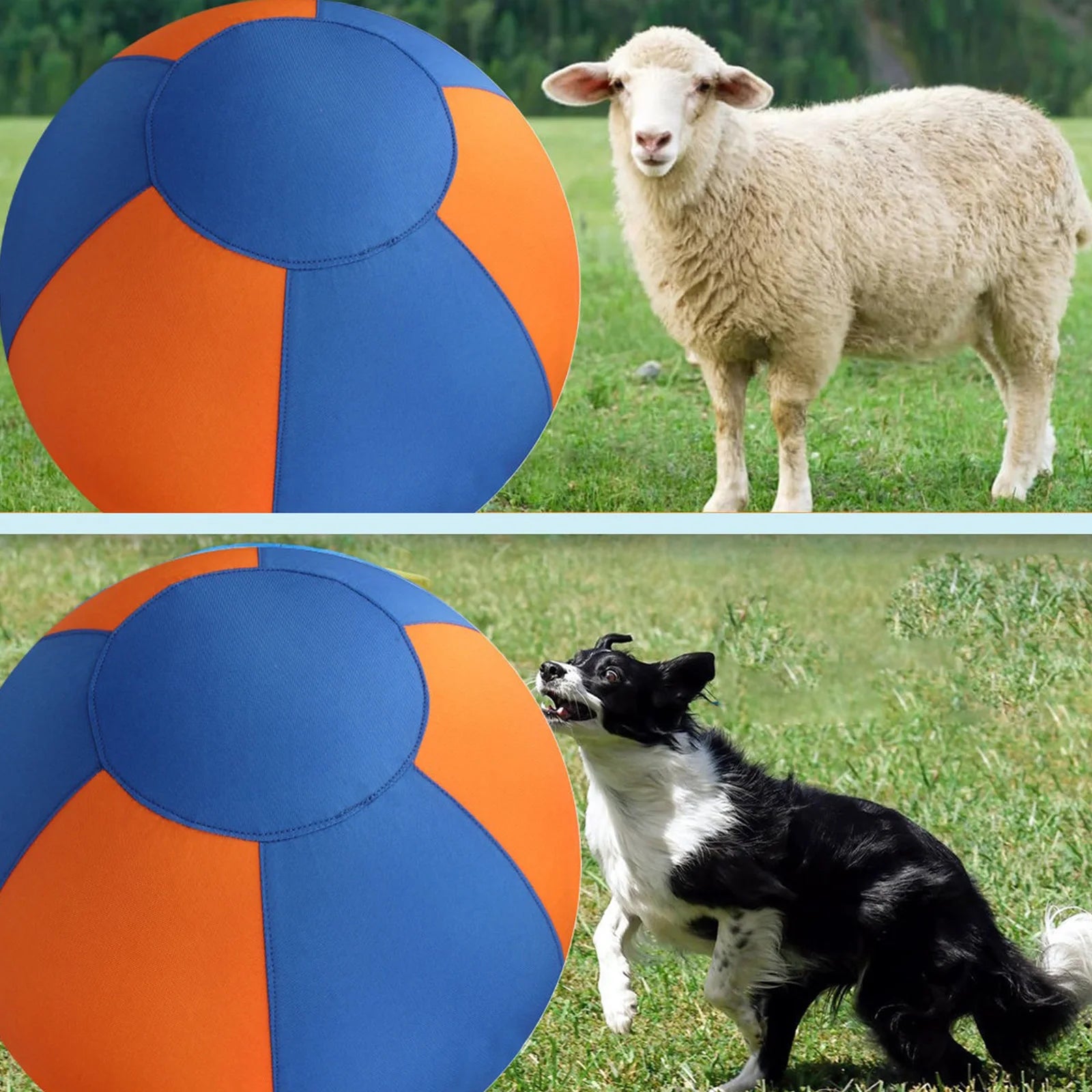 Orange and blue training ball beside a sheep and a black dog outdoors