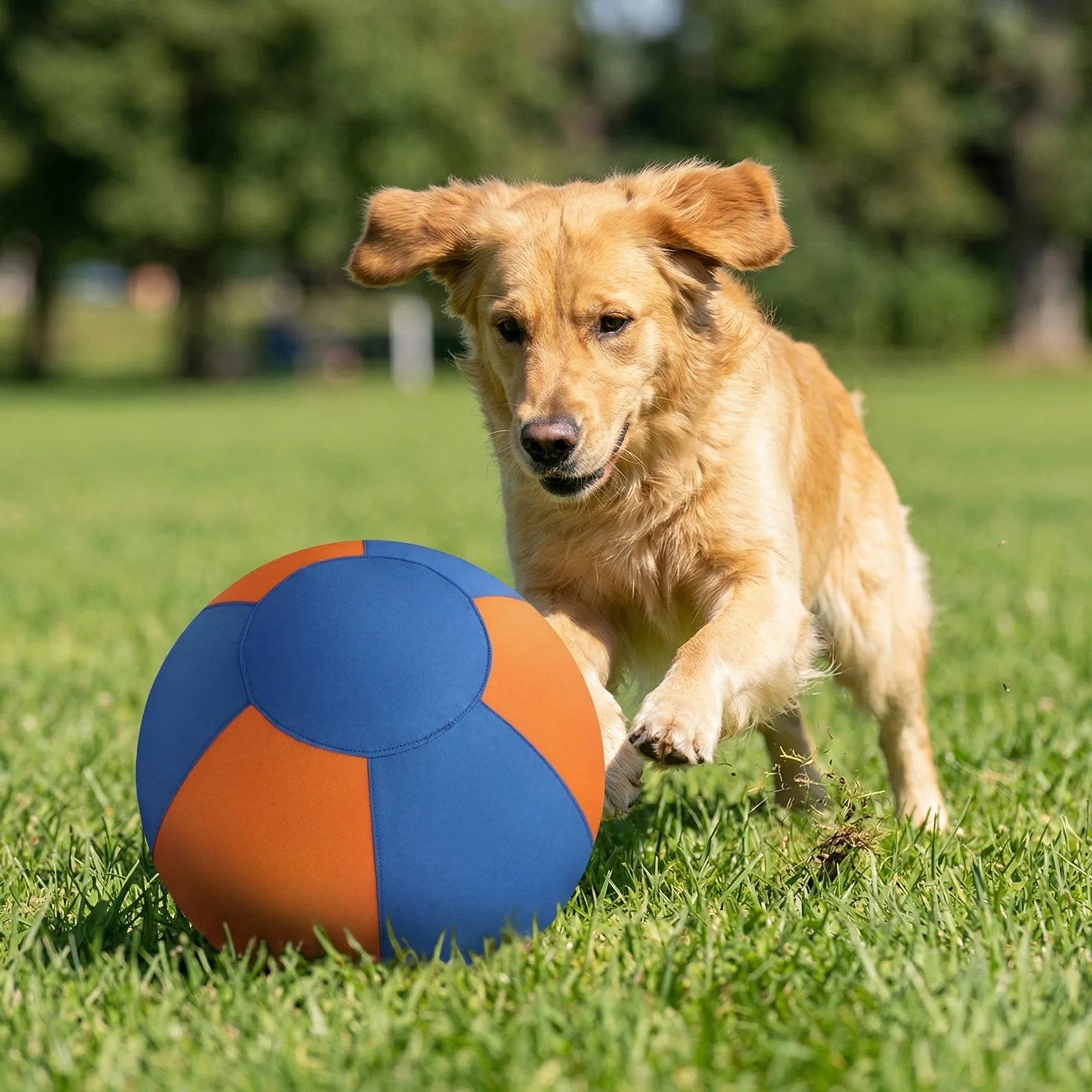 Golden dog pushing a blue and orange training ball on grassy field