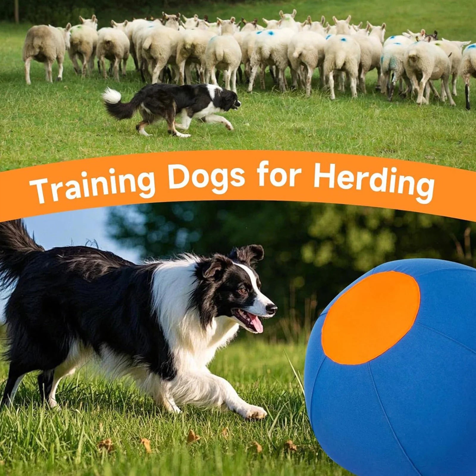 Black and white dog running with a blue and orange training ball on grass