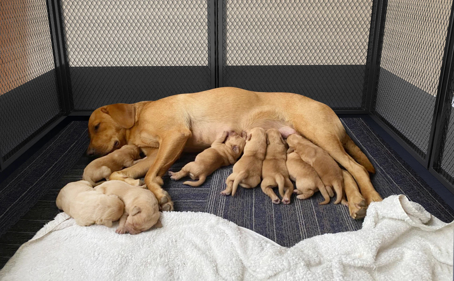 8 Panels DIY Heavy Duty Dog Playpen Pen Outdoor Indoor Dog Puppy Metal Fence with Waterproof Fertility Pad for Whelping,Training - PrimeNest