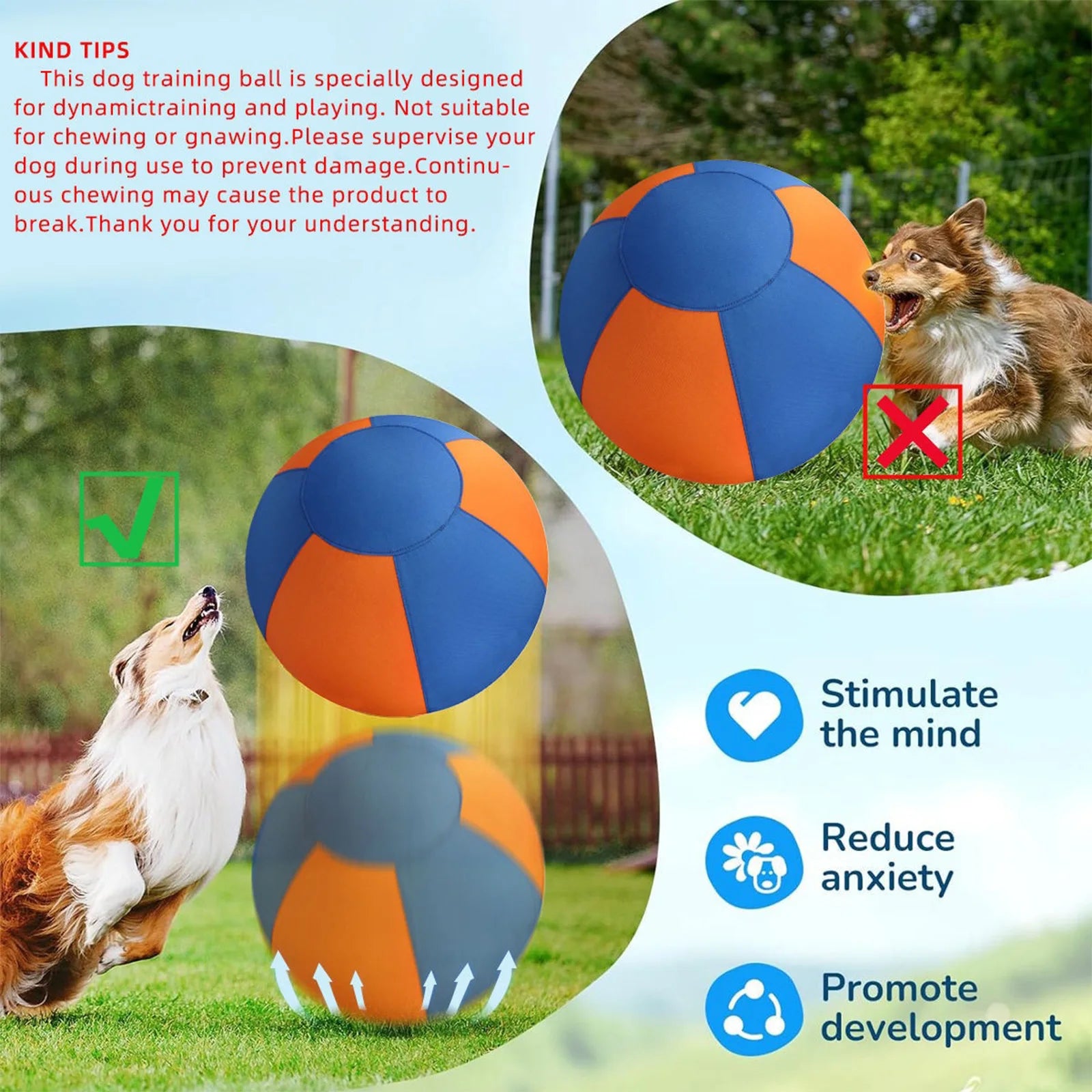 Orange and blue training ball with side view and small dog on grass