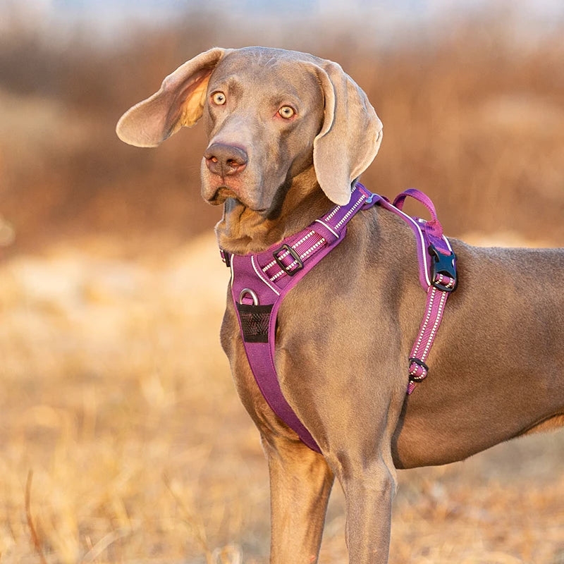 Winhyepet Reflective Dog Harness Vest